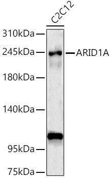 ARID1A Antibody in Western Blot (WB)