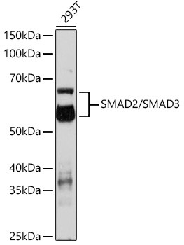 SMAD2/SMAD3 Antibody in Western Blot (WB)