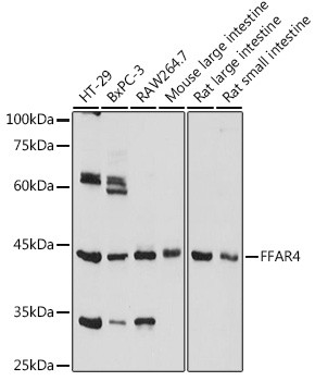 GPR120 Antibody in Western Blot (WB)