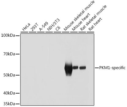 PKM1 Antibody in Western Blot (WB)