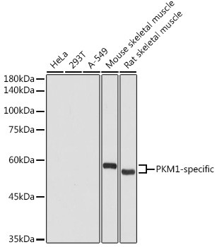 PKM1 Antibody in Western Blot (WB)