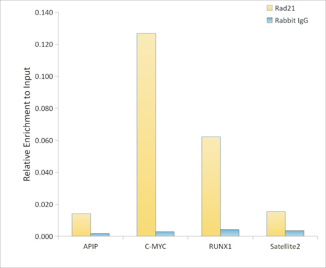 RAD21 Antibody in ChIP Assay (ChIP)