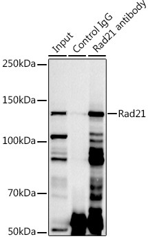 RAD21 Antibody in Immunoprecipitation (IP)