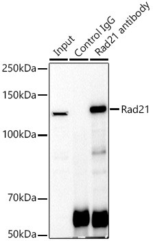 RAD21 Antibody in Immunoprecipitation (IP)