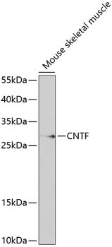 CNTF Antibody in Western Blot (WB)