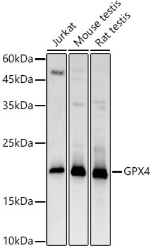 GPX4 Antibody in Western Blot (WB)