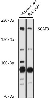 SCAF8 Antibody in Western Blot (WB)