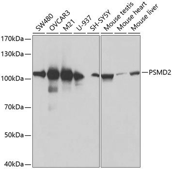 PSMD2 Antibody in Western Blot (WB)