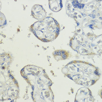 CDw293 Antibody in Immunohistochemistry (Paraffin) (IHC (P))