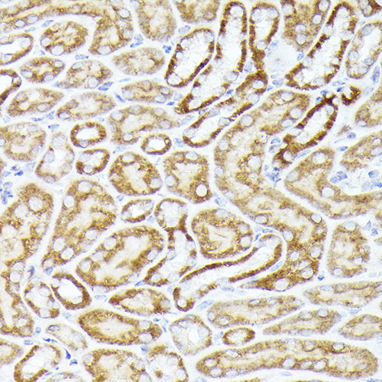 CDw293 Antibody in Immunohistochemistry (Paraffin) (IHC (P))