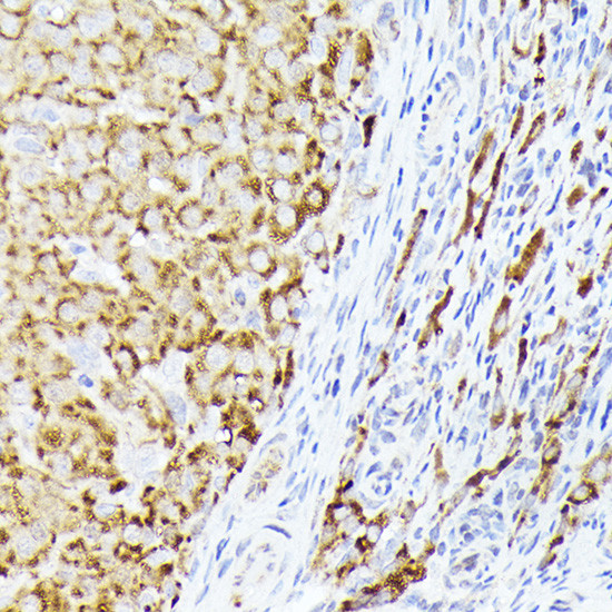 CDw293 Antibody in Immunohistochemistry (Paraffin) (IHC (P))