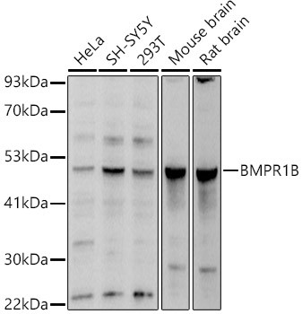 CDw293 Antibody in Western Blot (WB)