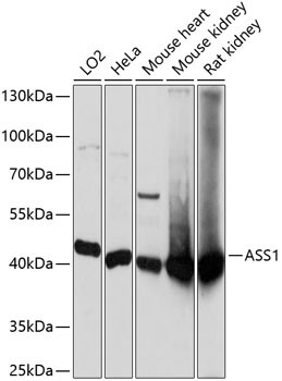 ASS1 Antibody in Western Blot (WB)