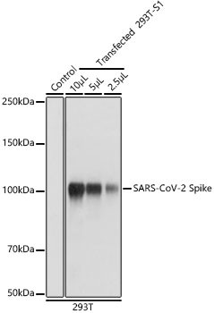 SARS-CoV-2 Spike Protein S1 Antibody in Western Blot (WB)