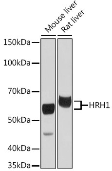 HRH1 Antibody in Western Blot (WB)