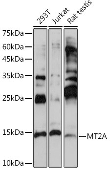 MT2A Antibody in Western Blot (WB)