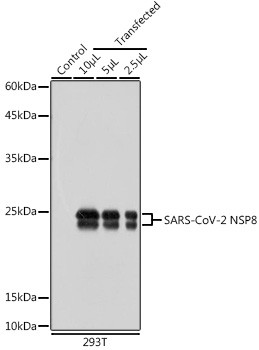 SARS-CoV-2 NSP8 Antibody in Western Blot (WB)