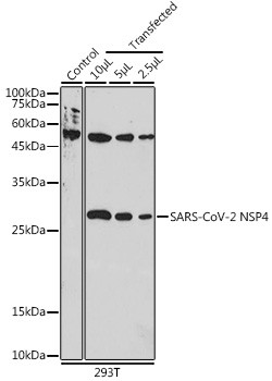 SARS-CoV-2 NSP4 Antibody in Western Blot (WB)