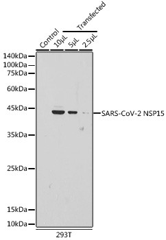 SARS-CoV-2 NSP15 Antibody in Western Blot (WB)