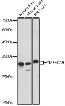TMEM119 Antibody in Western Blot (WB)