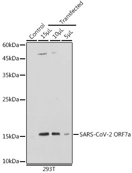 SARS-CoV-2 ORF7a Antibody in Western Blot (WB)