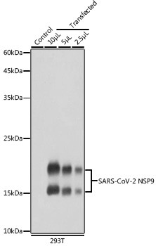 SARS-CoV-2 NSP9 Antibody in Western Blot (WB)