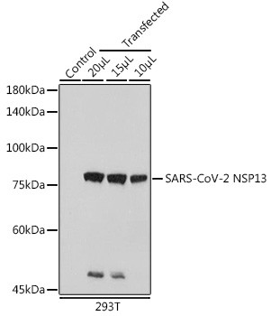 SARS-CoV-2 NSP13 Antibody in Western Blot (WB)