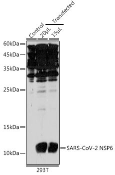 SARS-CoV-2 NSP6 Antibody in Western Blot (WB)