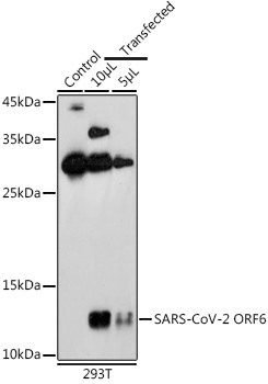 SARS-CoV-2 ORF6 Antibody in Western Blot (WB)