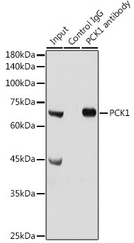 PCK1 Antibody in Immunoprecipitation (IP)