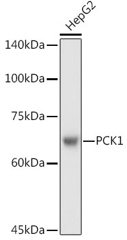 PCK1 Antibody in Western Blot (WB)