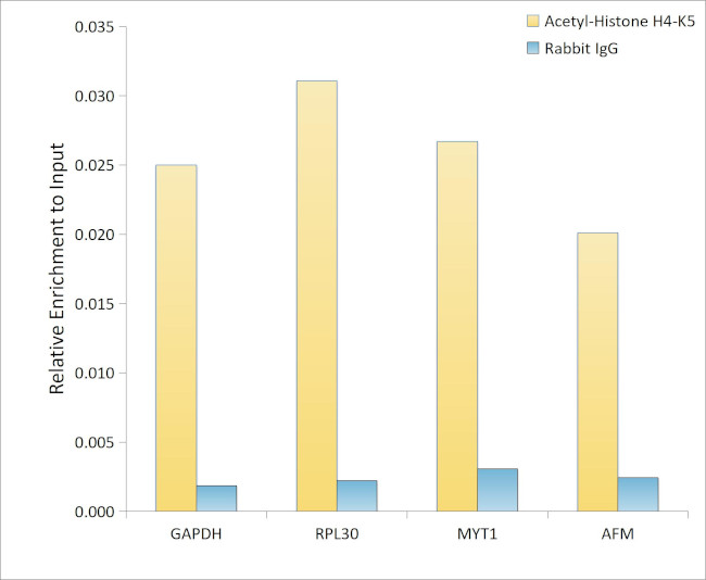 H4K5ac Antibody in ChIP Assay (ChIP)