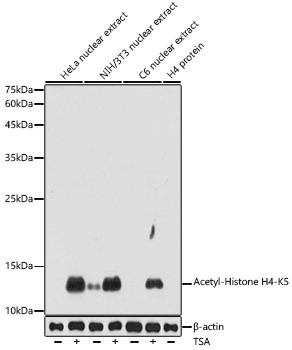 H4K5ac Antibody in Western Blot (WB)