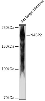 N4BP2 Antibody in Western Blot (WB)