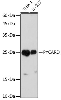 PYCARD Antibody in Western Blot (WB)