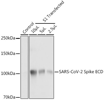 SARS-CoV-2 Spike Protein S1/S2 Antibody in Western Blot (WB)