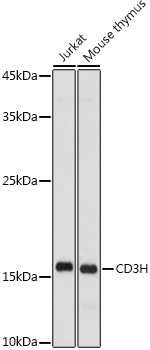 CD3 zeta (CD247) Antibody in Western Blot (WB)