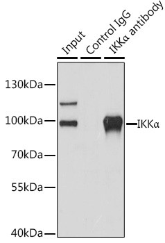 IKK alpha Antibody in Immunoprecipitation (IP)