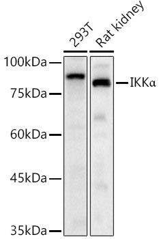 IKK alpha Antibody in Western Blot (WB)