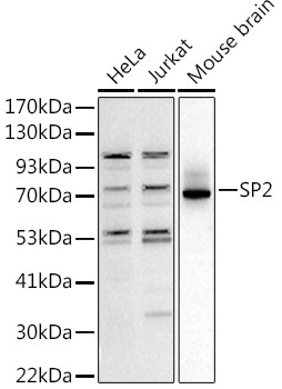 SP2 Antibody in Western Blot (WB)