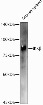 IKK beta Antibody in Western Blot (WB)