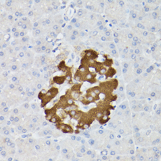 Insulin Antibody in Immunohistochemistry (Paraffin) (IHC (P))