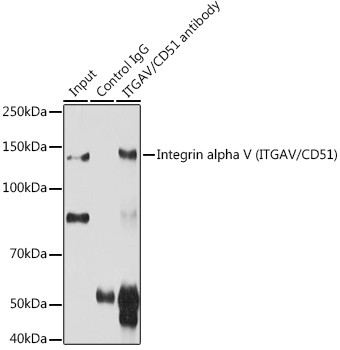 Integrin alpha V (CD51) Antibody in Immunoprecipitation (IP)