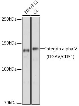 Integrin alpha V (CD51) Antibody in Western Blot (WB)