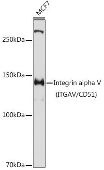 Integrin alpha V (CD51) Antibody in Western Blot (WB)