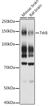 TrkB Antibody in Western Blot (WB)