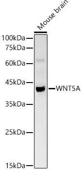 WNT5A Antibody in Western Blot (WB)