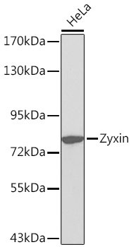 Zyxin Antibody in Western Blot (WB)