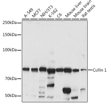 Cullin 1 Antibody in Western Blot (WB)