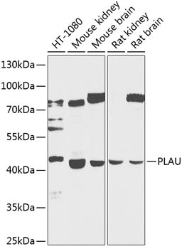 Urokinase Antibody in Western Blot (WB)